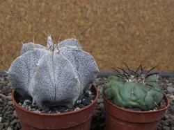 Astrophytum Onzuko X ornatum pot 6,5 cm - 12411987
