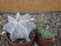 Astrophytum Onzuko X ornatum pot 6,5 cm - 12411988