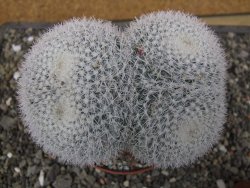 Mammillaria morganiana XXL, květináč 10,5 cm - 12411990