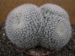 Mammillaria morganiana XXL, květináč 10,5 cm - 12411991