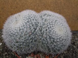 Mammillaria morganiana XXL, květináč 10,5 cm - 12411992