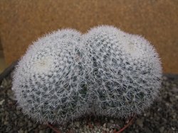Mammillaria morganiana XXL, květináč 10,5 cm - 12411993