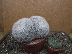 Mammillaria morganiana XXL, květináč 10,5 cm - 12411994
