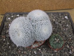 Mammillaria morganiana XXL, květináč 10,5 cm - 12411995