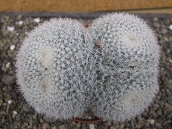 Mammillaria morganiana XXL, květináč 10,5 cm - 12411996