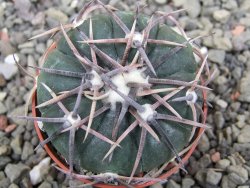 Echinocactus horizonthalonius Salinas, pot 5,5 cm - 12411997