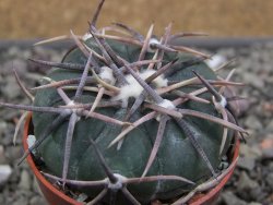 Echinocactus horizonthalonius Salinas, pot 5,5 cm