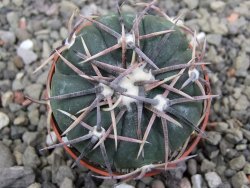 Echinocactus horizonthalonius Salinas, pot 5,5 cm - 12412002