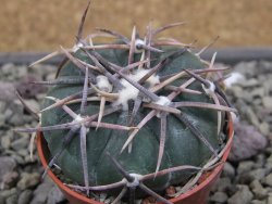 Echinocactus horizonthalonius Salinas, pot 5,5 cm - 12412004