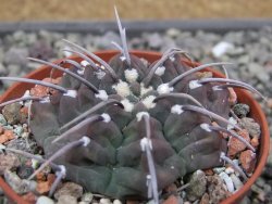 Gymnocalycium vatteri, pot 7 cm - 12412005