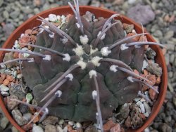 Gymnocalycium vatteri, pot 7 cm - 12412007