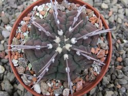 Gymnocalycium vatteri, pot 7 cm - 12412008