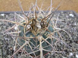 Gymnocalycium armatum XL, pot 7 cm - 12412009