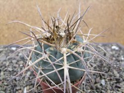 Gymnocalycium armatum XL, pot 7 cm - 12412010