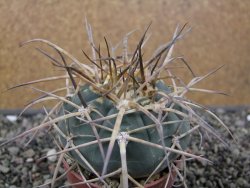 Gymnocalycium armatum XL, pot 7 cm