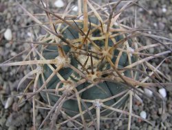Gymnocalycium armatum XL, pot 7 cm - 12412015