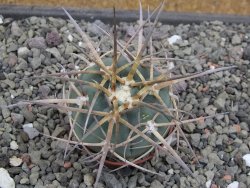 Gymnocalycium armatum, pot 5,5 cm - 12412021