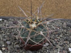 Gymnocalycium armatum, pot 5,5 cm - 12412022