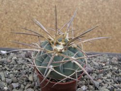 Gymnocalycium armatum, pot 5,5 cm - 12412023