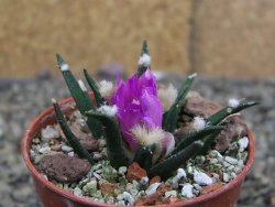 Ariocarpus agavoides pot 5,5 cm cites IA - 12412028