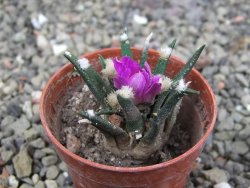 Ariocarpus agavoides pot 5,5 cm cites IA - 12412029