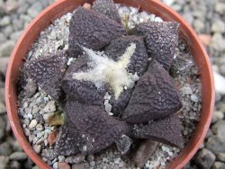 Ariocarpus lloydii Paras, pot 5,5 cm