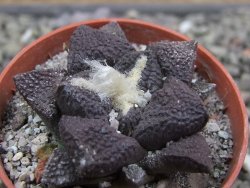 Ariocarpus lloydii Paras, pot 5,5 cm - 12412038