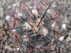 Echinocactus horizonthalonius pot 5,5 cm - 12412048