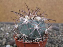 Echinocactus horizonthalonius pot 5,5 cm - 12412051