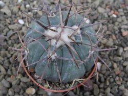 Echinocactus horizonthalonius pot 5,5 cm - 12412052