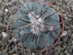 Echinocactus horizonthalonius pot 5,5 cm - 12412054
