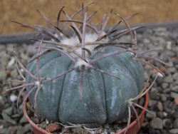 Echinocactus horizonthalonius pot 5,5 cm - 12412056