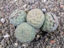 Tephrocactus geometricus květináč 5,5 cm