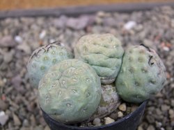 Tephrocactus geometricus květináč 5,5 cm - 12412060