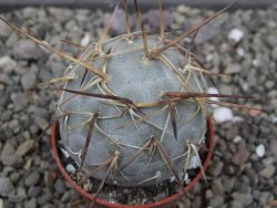 Tephrocactus geometricus květináč 5,5 cm - 12412066