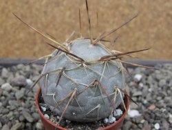 Tephrocactus geometricus květináč 5,5 cm - 12412067