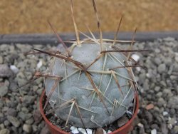 Tephrocactus geometricus květináč 5,5 cm - 12412068