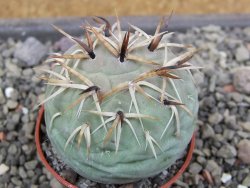 Tephrocactus geometricus květináč 5,5 cm - 12412072
