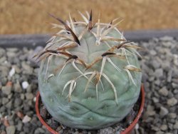 Tephrocactus geometricus květináč 5,5 cm - 12412073