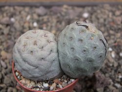 Tephrocactus geometricus květináč 5,5 cm