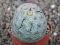 Tephrocactus geometricus květináč 5,5 cm - 12412075