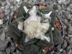 Ariocarpus fissuratus intermedius, pot 5,5 cm - 12412077