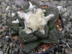 Ariocarpus fissuratus intermedius, pot 5,5 cm - 12412081
