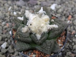 Ariocarpus fissuratus intermedius, pot 5,5 cm - 12412082