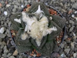 Ariocarpus fissuratus intermedius, pot 5,5 cm - 12412083