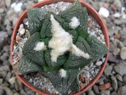 Ariocarpus fissuratus intermedius, pot 5,5 cm