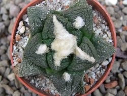 Ariocarpus fissuratus intermedius, pot 5,5 cm - 12412085