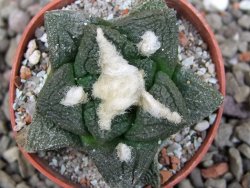 Ariocarpus fissuratus intermedius, pot 5,5 cm - 12412086