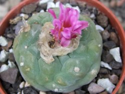 Lophophora fricii pot 5,5 cm - 12412090