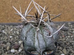 Astrophytum niveum pot 5,5 cm - 12412092